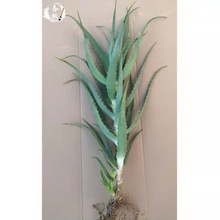 龙爪菊药用食用芦荟苗盆栽植物木立芦荟木剑2年苗花多肉祛痘保湿