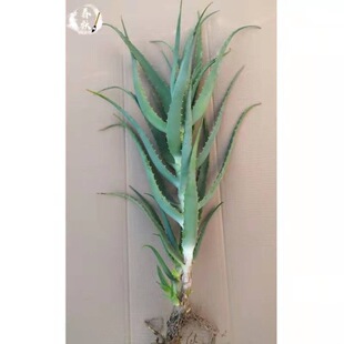 ��צ��ș��ʳ���J�C������ֲ��ľ���J�Cľ��2���绨���������