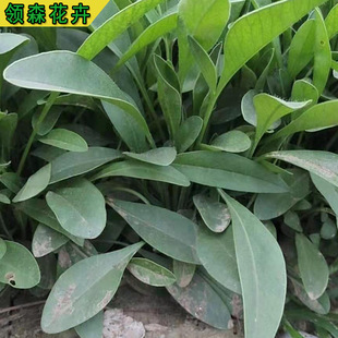 Cornflower, Pine Cone, Scenic Area Flower Sea Seedlings, Perennial Grass Flower Base, Large Flower Cornflower and Chrysanthemum Series