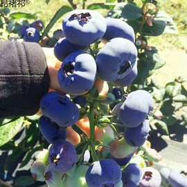 蓝莓树苗蓝莓苗南北方种植兔眼大苗庭院阳台盆栽果树苗当年结果