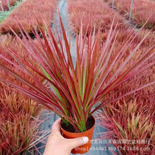 ǧ��ľ��������Gֲ���߲��F�辰��ɫ��Ѫ���Rβ�F�W�t���k���҃�