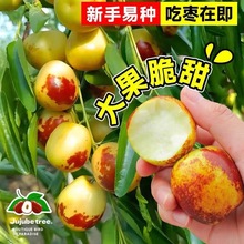 ���ױ��Ǵ��������ϱ����Nֲ���Ǵ����箔��Y�����𗗘������