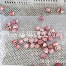 С���[  С�t�[  �p�����[�и��C