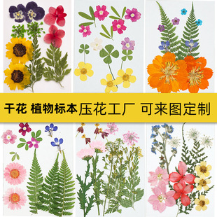 Dried Flower Embossed Material Wrap Flower diy Drop Glue Mobile Phone Shell Photo Face Makeup Handmade Material Plant Specimen