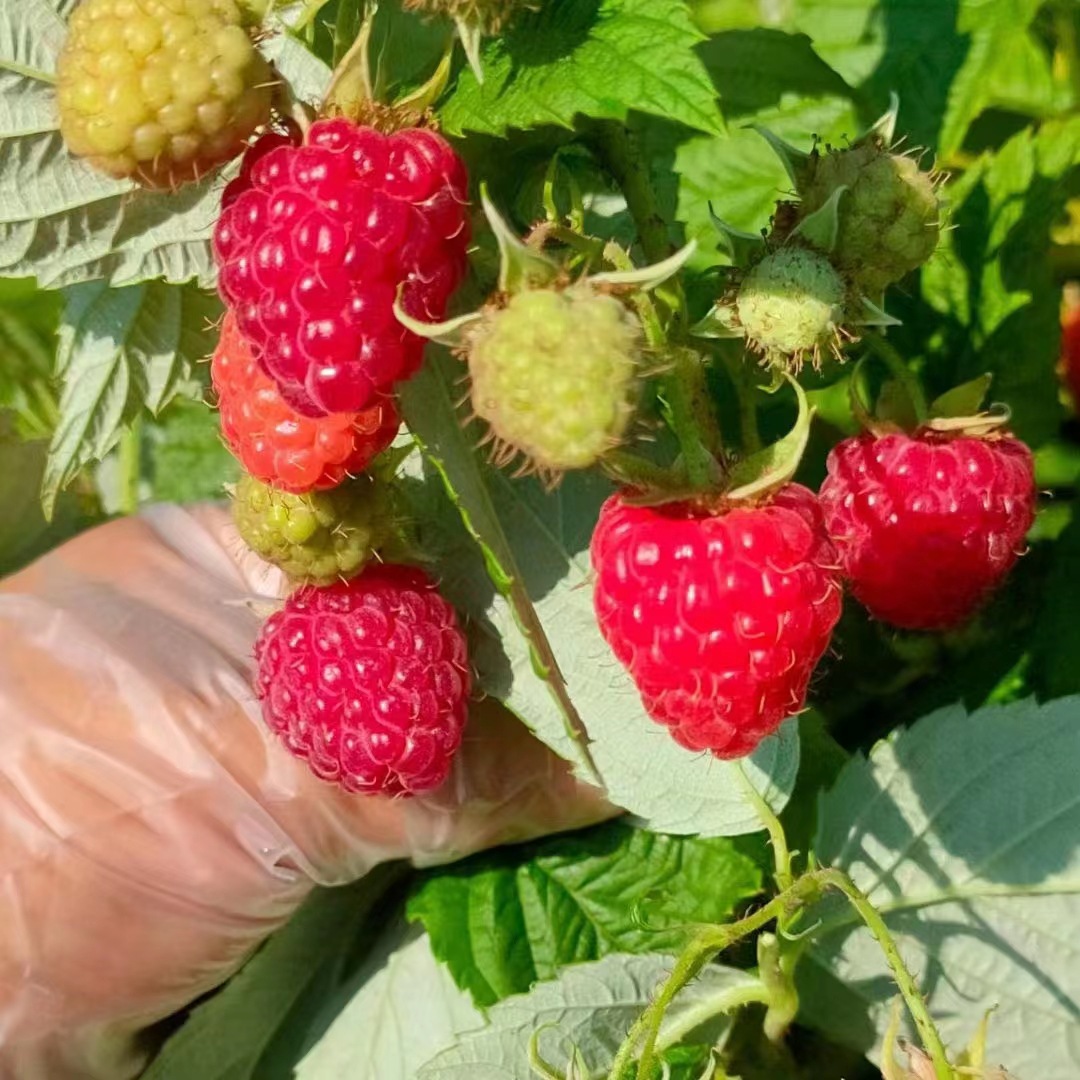 基地大量批发树莓苗 红树莓苗 黑莓苗  当年结果黄树莓苗