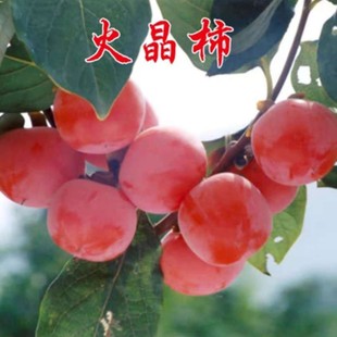 ���������Ә�����S��ĥ�P�����Ӽ޽ӹ���ͥԺ�����Ϸ������Nֲ