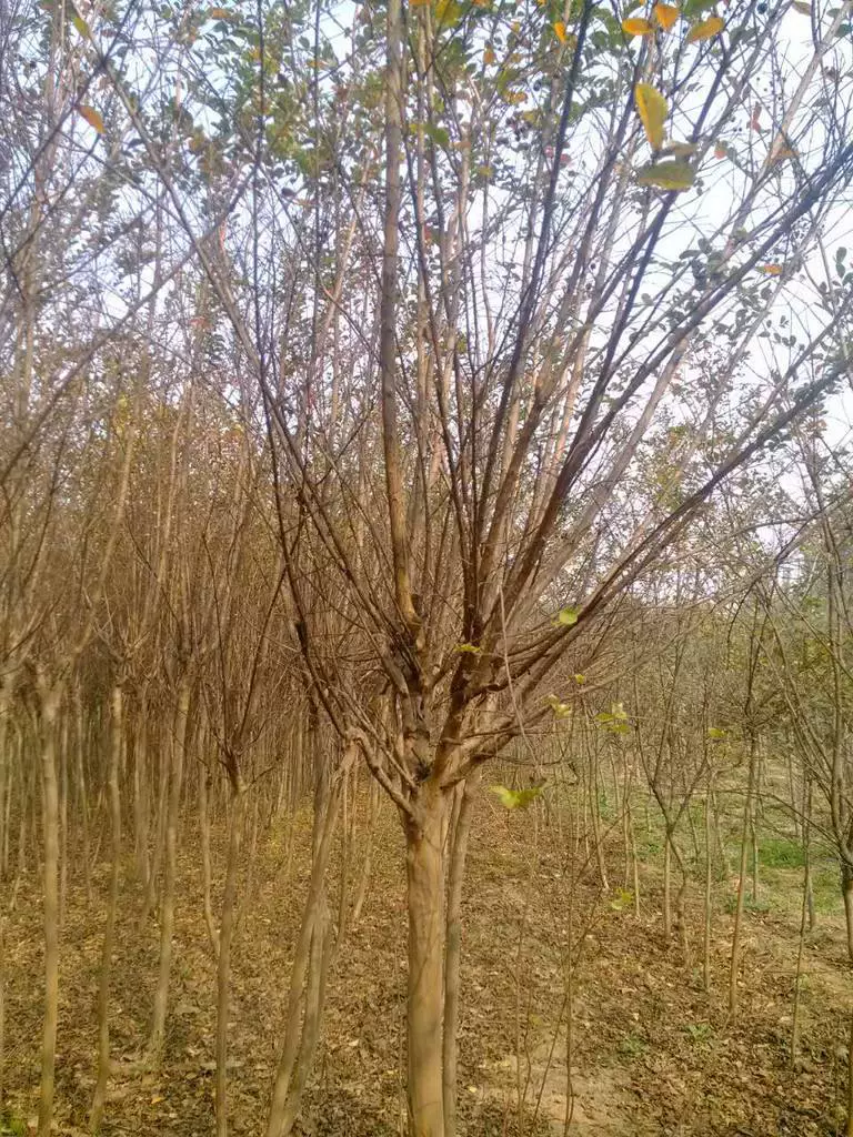 Креп мирт карликовый Креп мирт база Сяошань прямых продаж Креп мирт различные спецификации озеленение проекта оптом