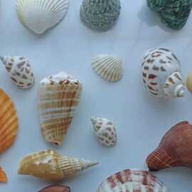 天然贝壳海螺海星材料包手工diy拍摄背景风铃漂流瓶鱼缸装饰套装