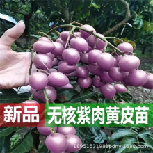 无核黄皮果树苗无核鸡心黄皮树苗黑黄皮冰糖黄皮果苗盆栽地栽果树