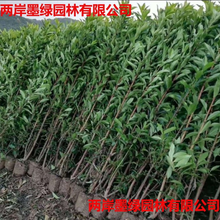 批发法国冬青冬青树苗_主图01