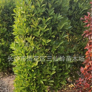 ���Ϸ������� ��Ʒɺ����������  ���1��5���������� �r�񃞻�