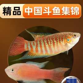 中国斗鱼活鱼冷水鱼淡水观赏鱼小型鱼好养耐活巨普国斗鱼苗宠物鱼