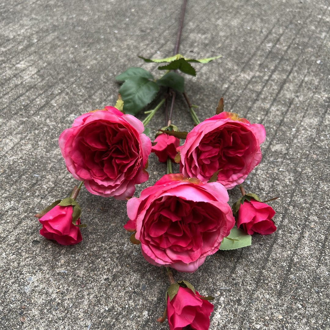 7-cabeza Austin Rose Red