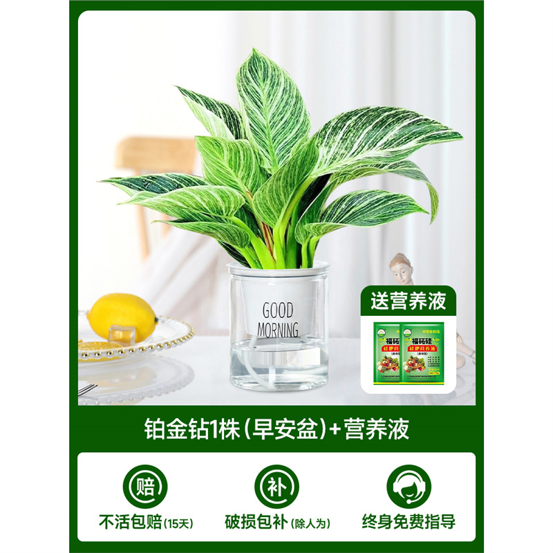 백금 다이아몬드 1개(굿모닝 세면대) + 영양액 2개