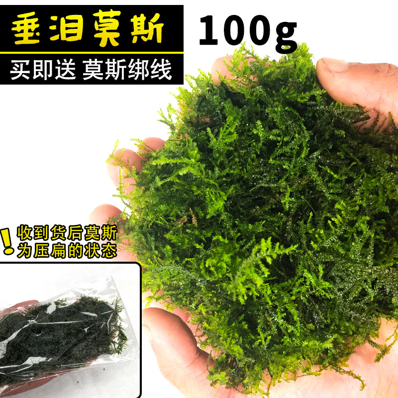 대용량 눈물이끼 100g [무료 바인딩 와이어]❤특별한 제안]