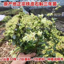 铁皮石斛苗花卉盆栽绿植石斛苗3年生花种苗仿 野生可种植食用霍山