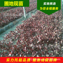 ���~����Ǥ��С��2026�깩���|���|�����~����С�������r������