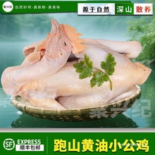 皖南正宗黄油小公鸡农家散养新鲜公鸡童子鸡清蒸红烧鸡胸包装常温