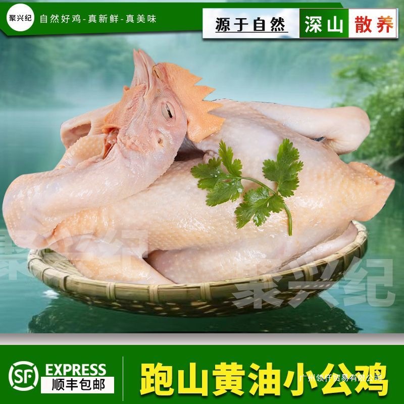 皖南正宗黄油小公鸡农家散养新鲜公鸡童子鸡清蒸红烧鸡胸包装常温