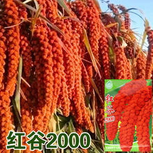 �t��2000���ȷN��С�׷N�ѹȷN���Ӽt�}��Ŵ�S�ȼt������С������