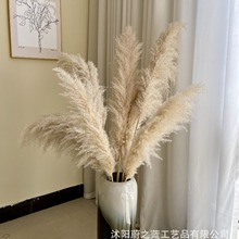 大蒲苇芦苇厂家批发干花花束杆彩色网红装饰婚庆花艺拍照跨境跨境