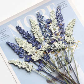 鼠尾草  真花押花相框装饰画diy书签手工树脂压花材料材料包