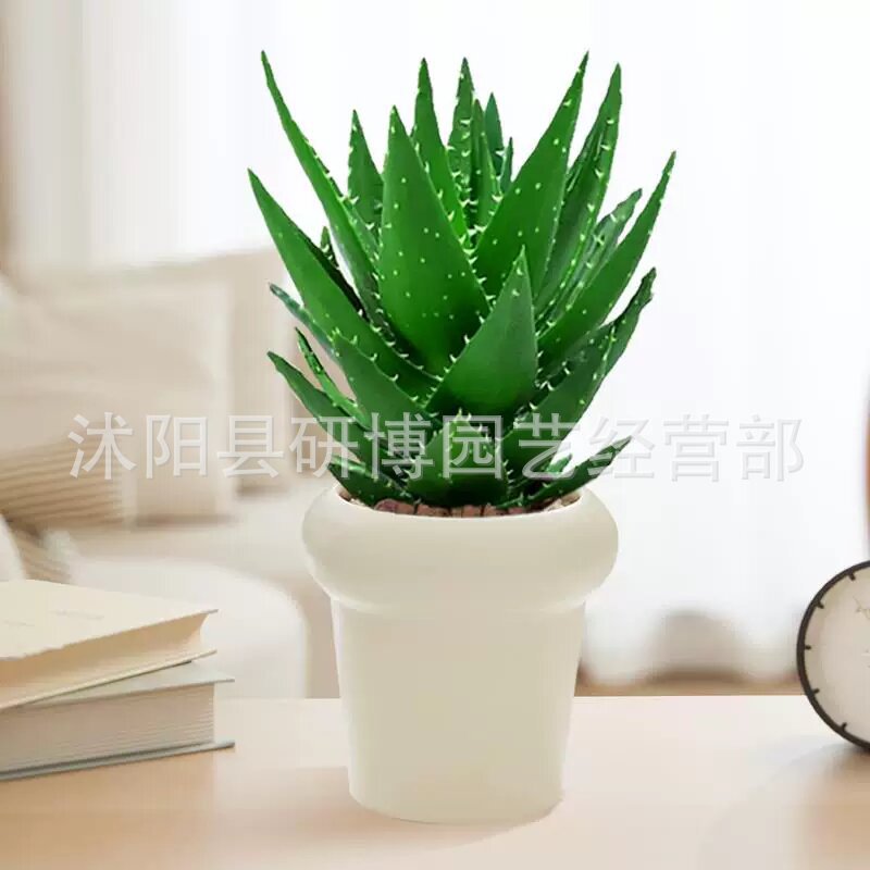 Curacao Aloe Vera sala de macetas belleza irrigación piel verde escritorio de oficina carne ciudad que nunca duerme Aloe Vera flores cactus
