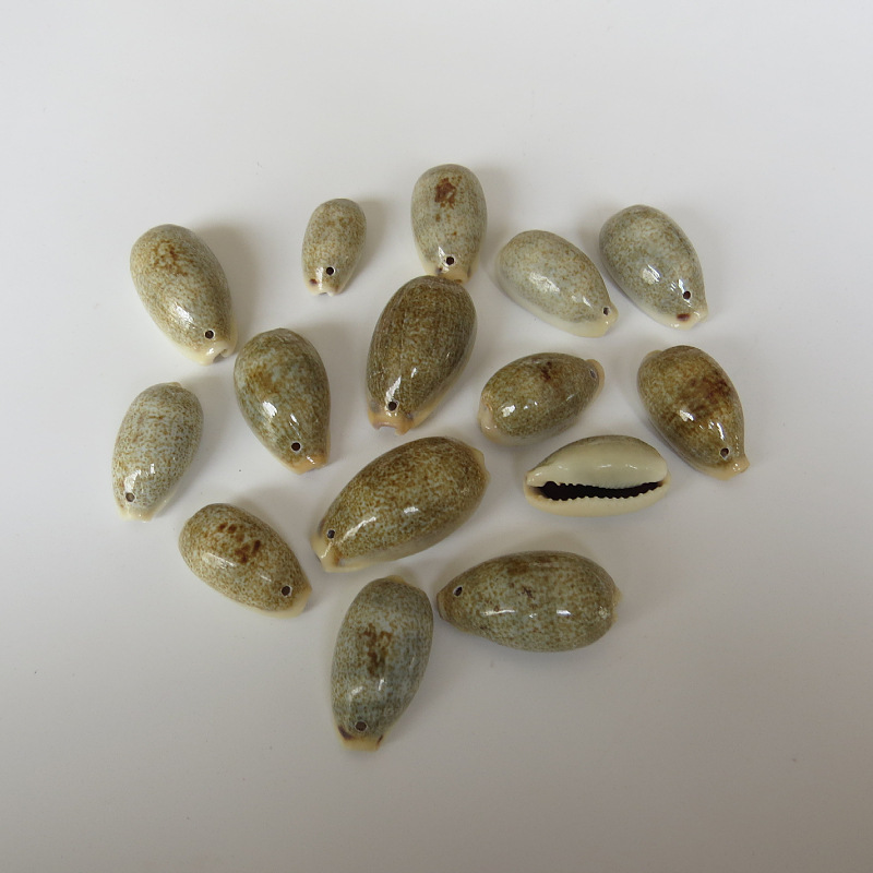 Green Star Snails 2-3.5cm, about 240 pieces per catty