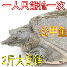 ��������~�r��ʳ���wС���A�M����B����uζ�������~ʳ��