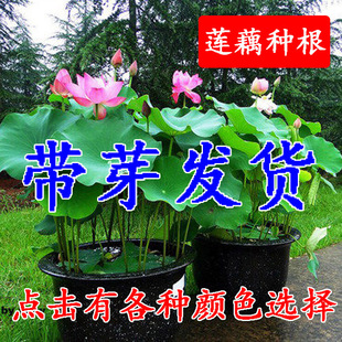 Lotus Root Seed Aquatic Plant Lotus Seed Lotus Root Bowl Lotus Large Water Lily Potted Lotus Lotus Seedlings Bloom in the Same Year