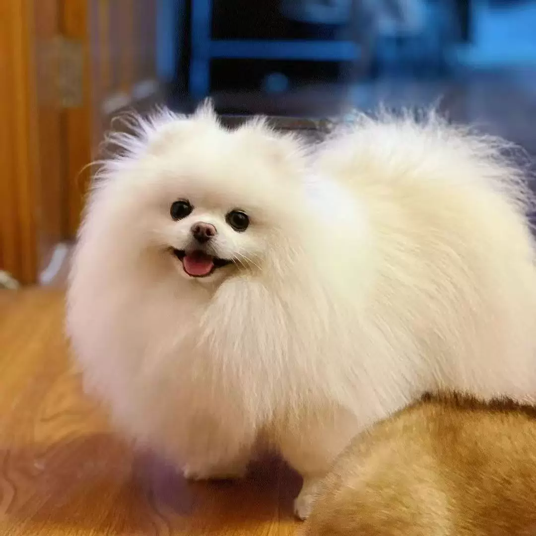 纯种博美犬幼犬活体出售小型犬长不大茶杯犬幼崽宠物狗狗玩赏犬