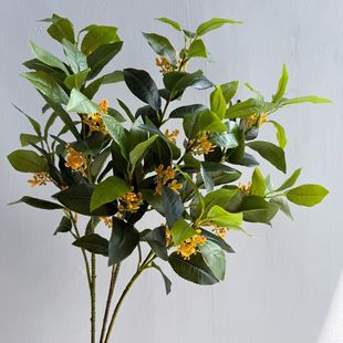 �S�����l���� ��֦ �Ҿӻ�ˇ�bzӰ����ֲ��ǧ�����֦�����~