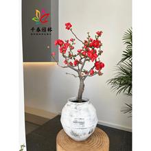 海棠花盆栽长寿冠西府垂丝绿宝石白兰地庭院风景造型盆景海棠树苗