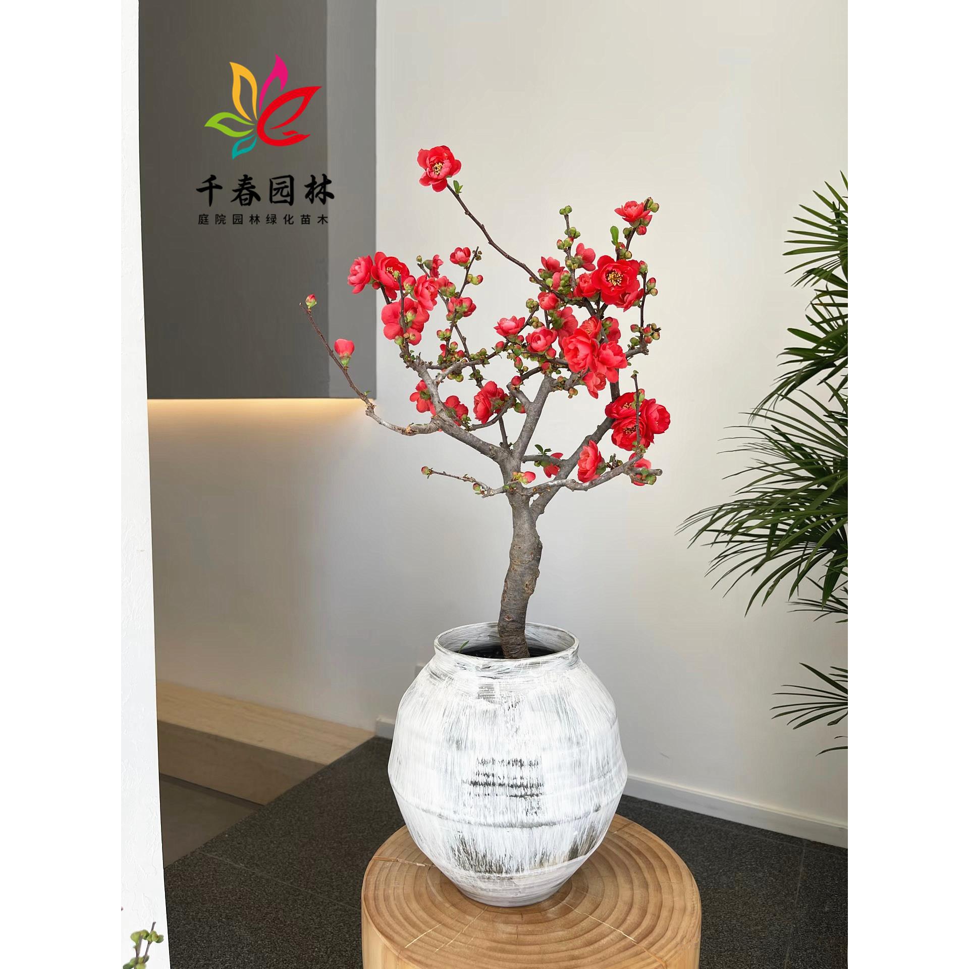 海棠花盆栽长寿冠西府垂丝绿宝石白兰地庭院风景造型盆景海棠树苗