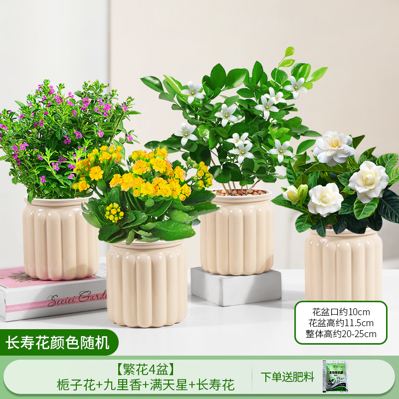 [꽃 4화분] 치자나무 + 구리향 + 아기숨결 + 칼라비나