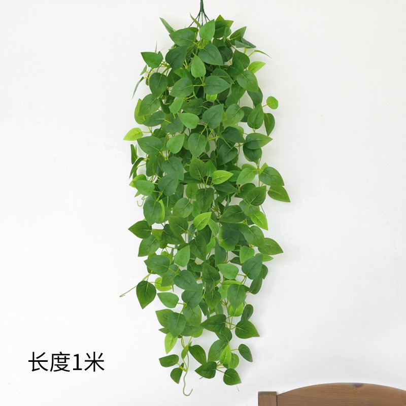 8 fourchettes de plante araignée collée et radis vert 1 botte