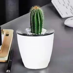 Plantas suculentas cactus plantas en maceta cactus de oficina planta en maceta cactus plantas en maceta flores en maceta