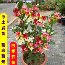 四季开花七彩盆栽锦带花树红王子锦带庭院室内外阳台耐寒耐热花卉