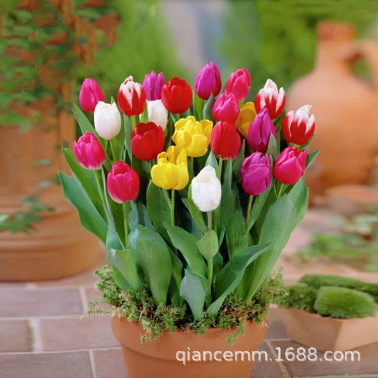 Шарик семян тюльпана большой шар Семена тюльпана почвенная культура гидропонный просмотр цветов в горшках многолетние луковицы морозостойкие цветы