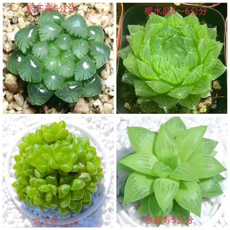 (특가) 지유루 + 사쿠라 + 풀옥 + 크리스탈 장수