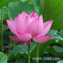 ���������^�p�ɻ���Nź�� ɏź�N�� ���Ժɻ��N����ɏź��ɏ����