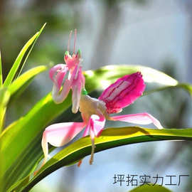 现货中华大刀螳螂幼体个性爬宠物活物螳螂成体螳螂宠物可爱