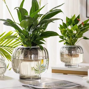 Light Luxury Trendy Hydroponic Creative Flower Pot for Water-Grown Plants, Anthurium, Peace Lily, Pothos, Glass Fish Tank with Large Round Opening