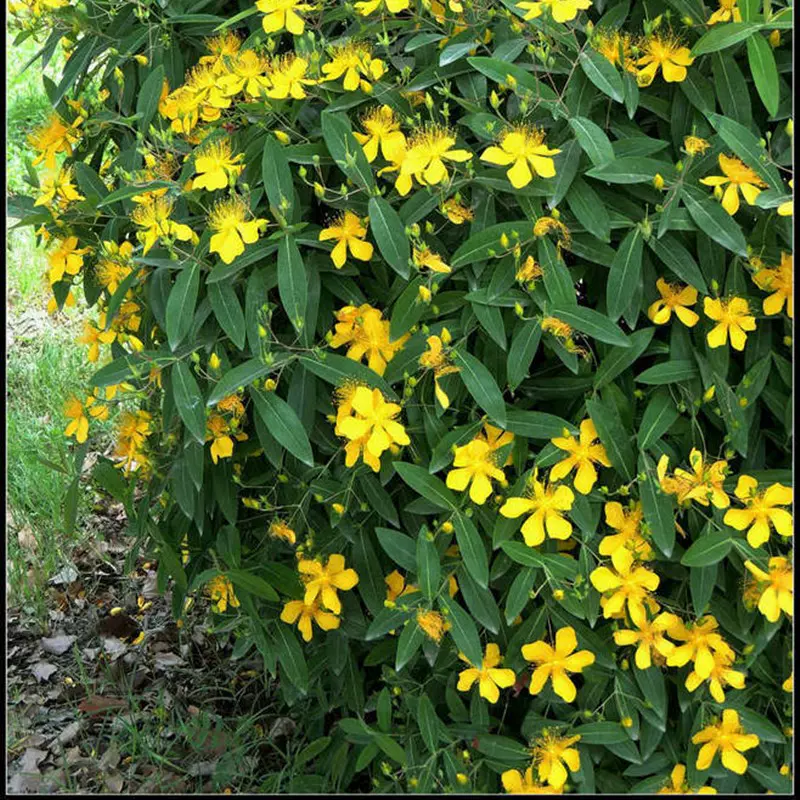 基地供应绿篱色块灌木五心花 金丝梅植物金丝桃苗