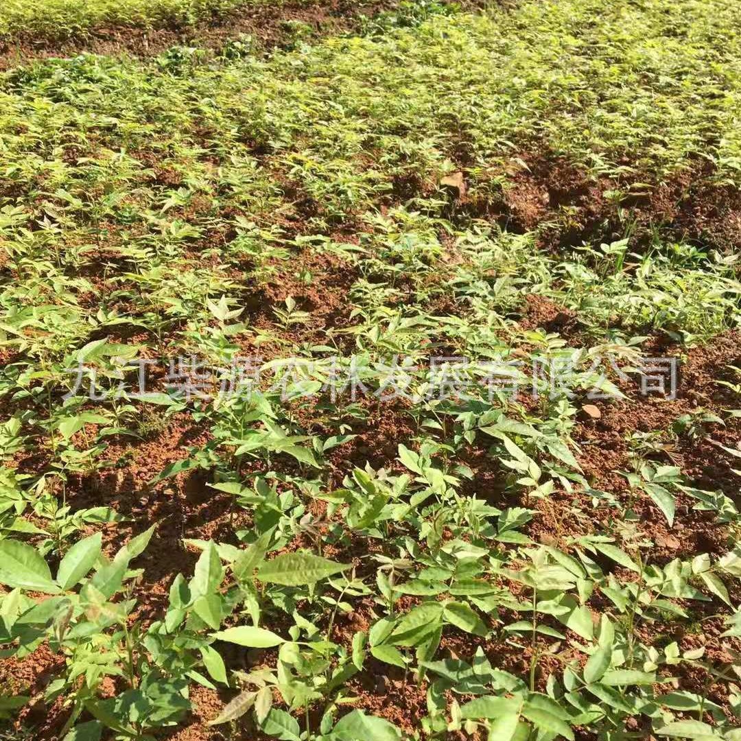 【苗木基地】青钱柳小苗 摇钱树 青钱李 青钱柳2公分 青钱柳5公分