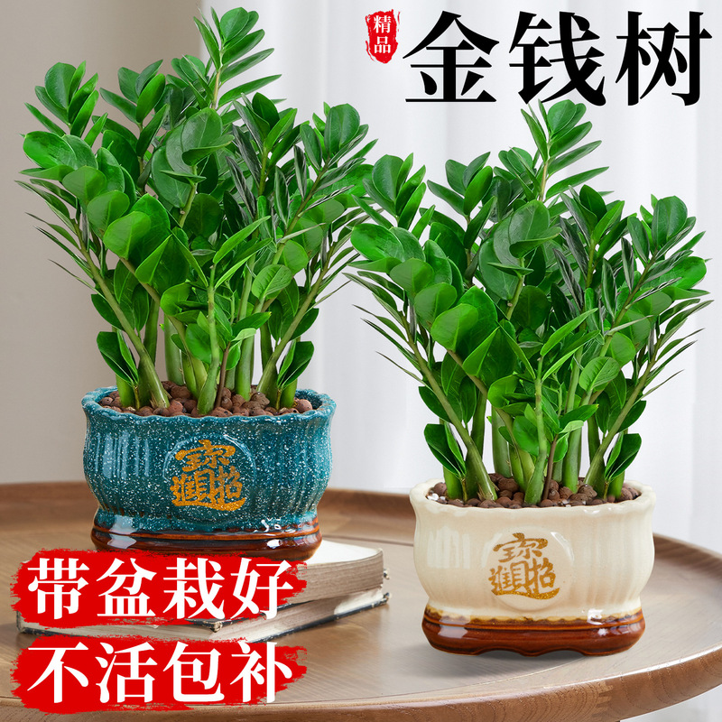 Money Tree Potted Plant, Special Large Pot, Money Tree, Indoor Green Plant, Evergreen All Year Round, Easy to Grow Money String to Attract Wealth and Prosperity