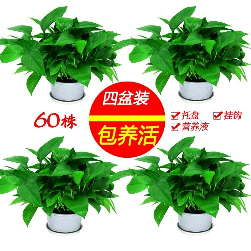 Гидропонная зеленая редька и подвесная орхидея в горшке, в помещении, поглощающее формальдегид, крупнолистовое зеленое растение с длинными лозами, зеленое растение в корзине, цветок для очистки нового дома.