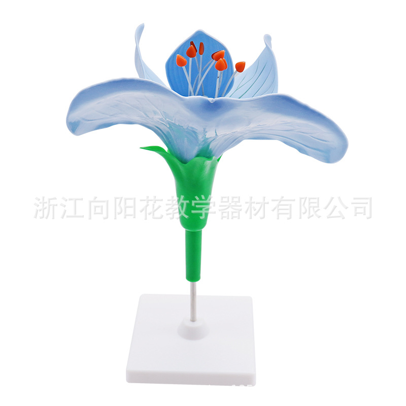 厂家直销SM306 豌豆花模型生物教学仪器模型