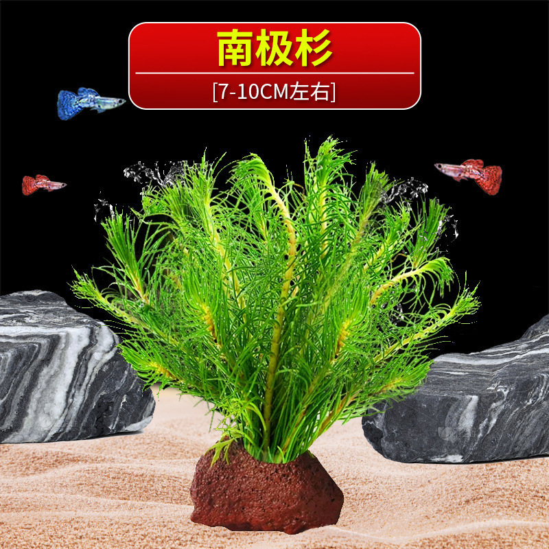 火山石水植物鱼缸净化水质懒人造景摆件全套底砂套餐性真|undefined