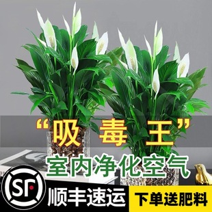White Peace Lily Potted Plant, Easy-To-Grow Indoor Hydroponic Plant, Large Potted Green Plant, Hydroponic Anthurium, Easy to Maintain All Seasons